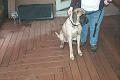 Sherman_0450
