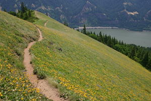 Wildflowers on Dog Mountain
